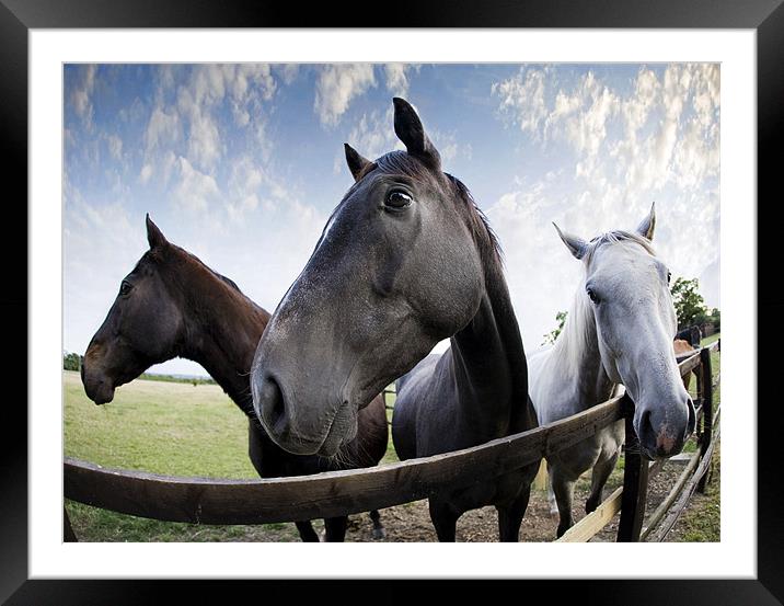 Race horses Framed Mounted Print by Tony Bates