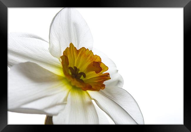 Daffodil Study Two Framed Print by Kate Young