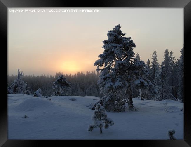 Freezing fog blanketing the woods Framed Print by Marja Ozwell