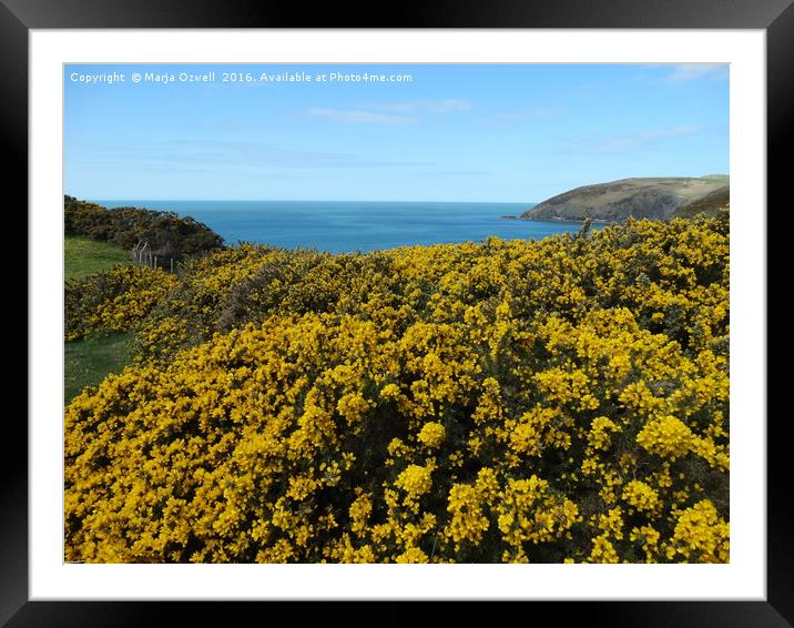 Yellow spring show by the sea                      Framed Mounted Print by Marja Ozwell