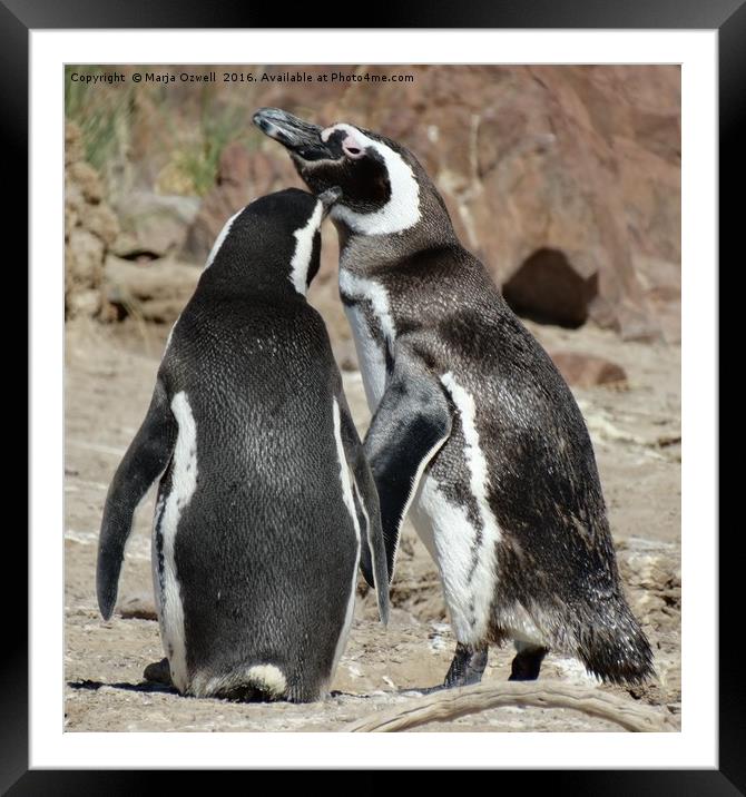 Penguin love                      Framed Mounted Print by Marja Ozwell