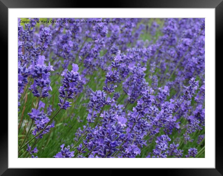 Lavender  heaven Framed Mounted Print by Marja Ozwell