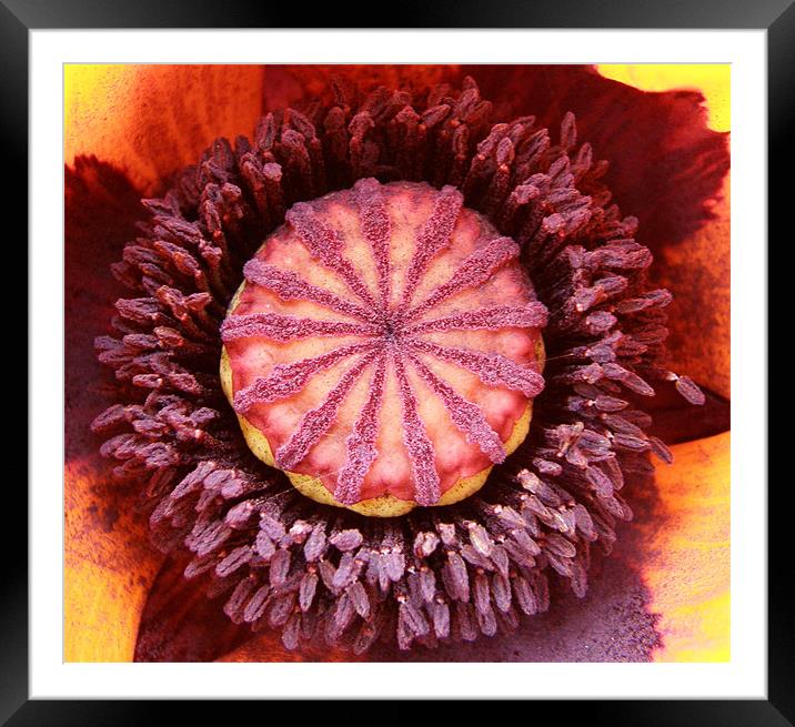 Poppy Framed Mounted Print by Marja Ozwell