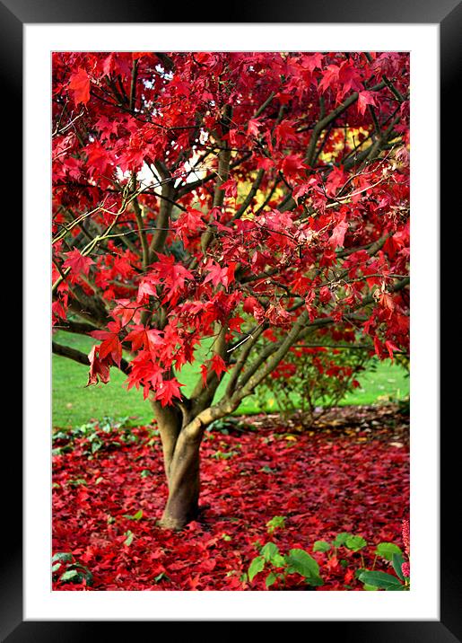Red Autumn tree Framed Mounted Print by Lucy Antony