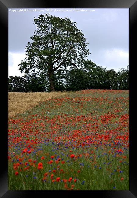 wildflower meadow Framed Print by Lucy Antony