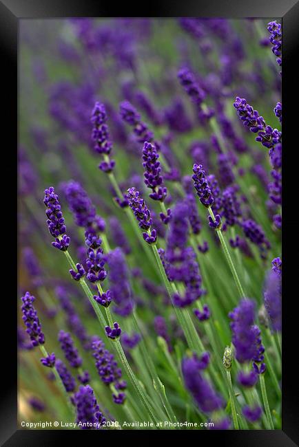 simply lavender 2 Framed Print by Lucy Antony