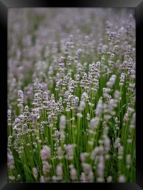 white lavender Framed Print by Lucy Antony
