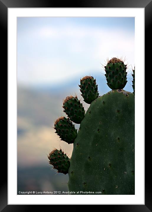 Italian cactus Framed Mounted Print by Lucy Antony