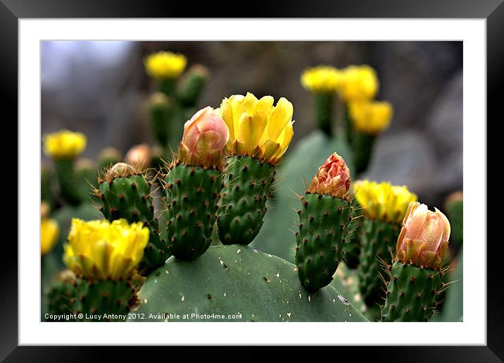 cactus flower Framed Mounted Print by Lucy Antony