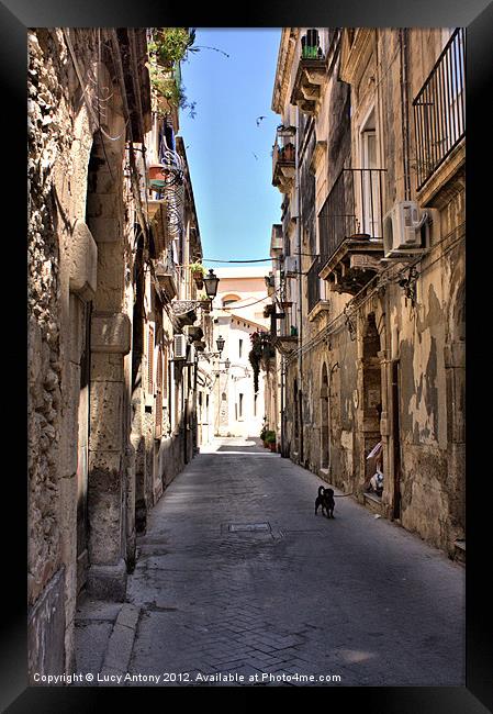 Sicilian alley dog Framed Print by Lucy Antony