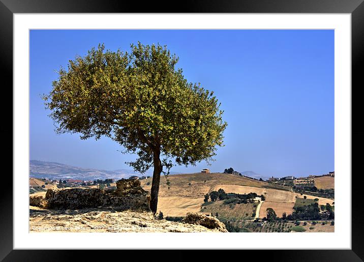 Olive tree, Sicily Framed Mounted Print by Lucy Antony