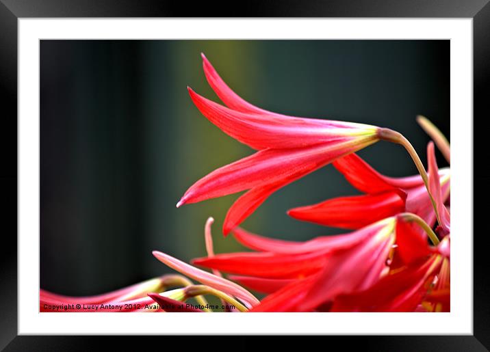 red fluted flower Framed Mounted Print by Lucy Antony