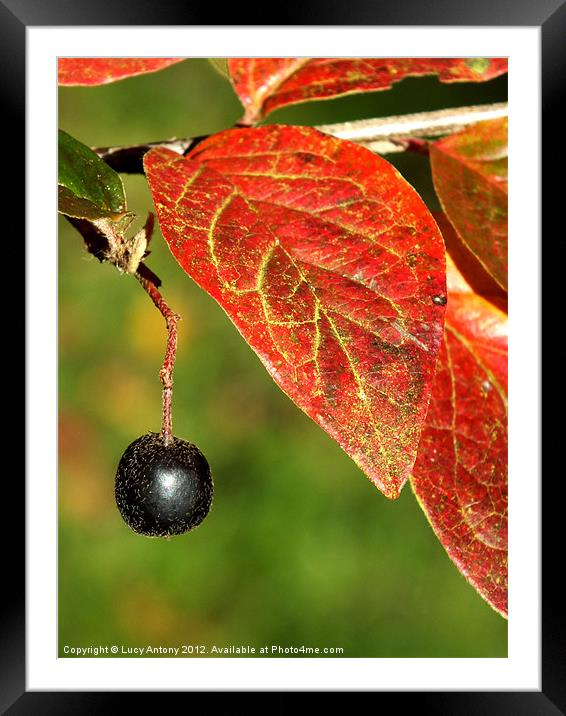 Autumn fruit Framed Mounted Print by Lucy Antony