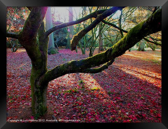 Autumn shadows Framed Print by Lucy Antony