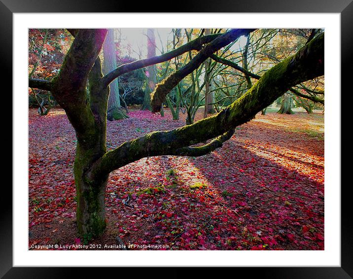 Autumn shadows Framed Mounted Print by Lucy Antony