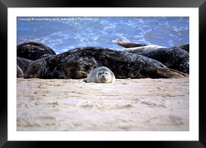  Seal pup on Horsey Beach Framed Mounted Print by Lucy Antony