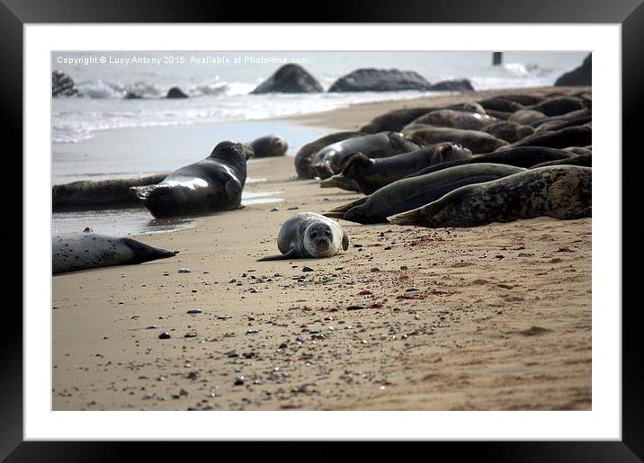  Grey Seal pup on Horsey Beach Framed Mounted Print by Lucy Antony