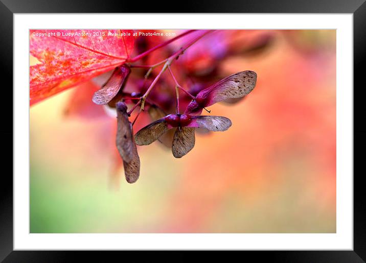  Maple seed Framed Mounted Print by Lucy Antony