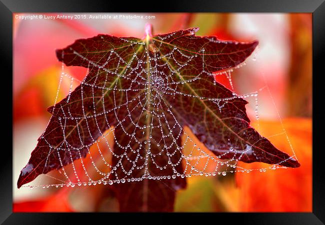  Square web Framed Print by Lucy Antony