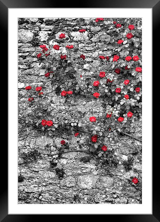 Roses are Red Framed Mounted Print by Lucy Antony