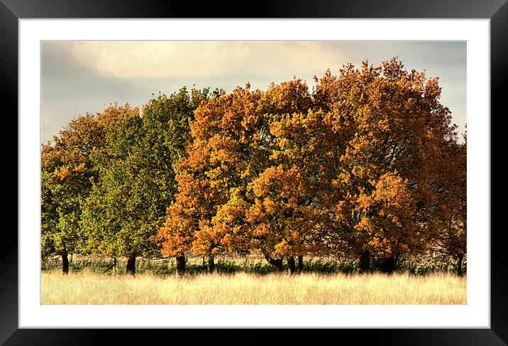 Autumn Colours Framed Mounted Print by Lucy Antony