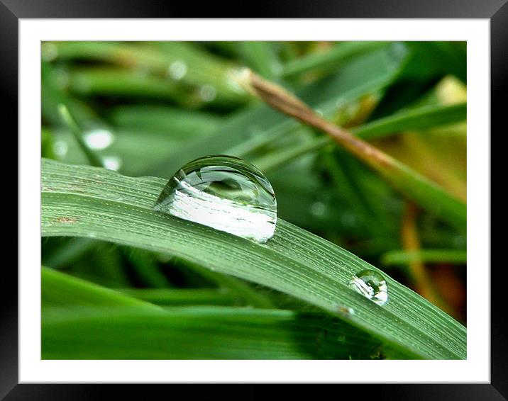 Dew on a blade of grass Framed Mounted Print by Lucy Antony
