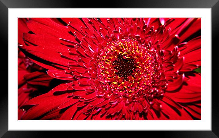 Red Gerbera close up Framed Mounted Print by Beth Powell