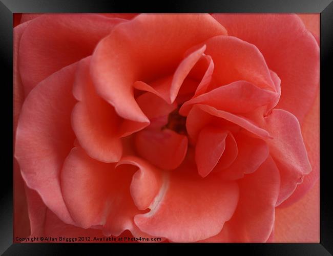 Pink Rose Framed Print by Allan Briggs