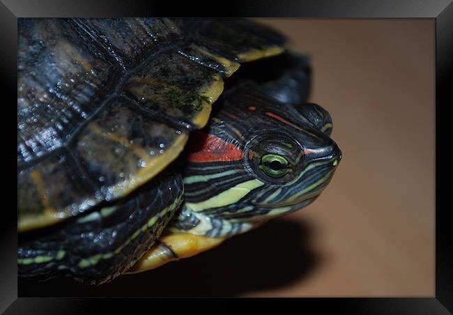 Red eared Terrapin Framed Print by Madeline Harris