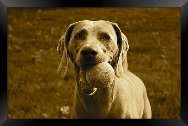 Weimaraner with tennis ball Framed Print by Madeline Harris