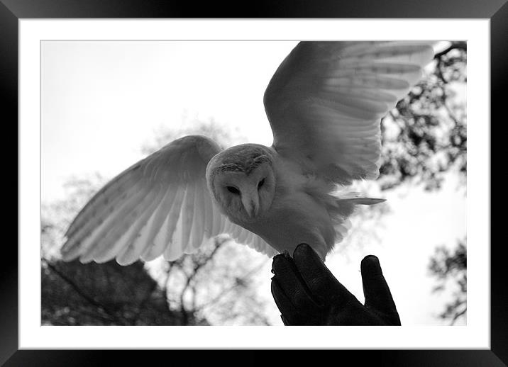 Barn owl landing on Falconers hand Framed Mounted Print by Madeline Harris