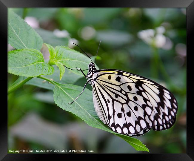 Tree Nymph Butterfly Framed Print by Chris Thaxter