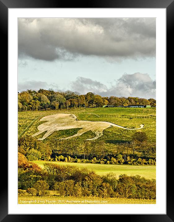 Whipsnade White Lion Framed Mounted Print by Chris Thaxter