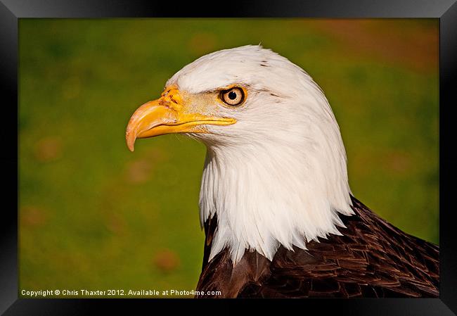 Bald Eagle 2 Framed Print by Chris Thaxter
