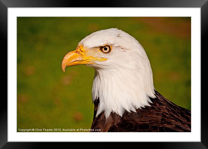 Bald Eagle 2 Framed Mounted Print by Chris Thaxter