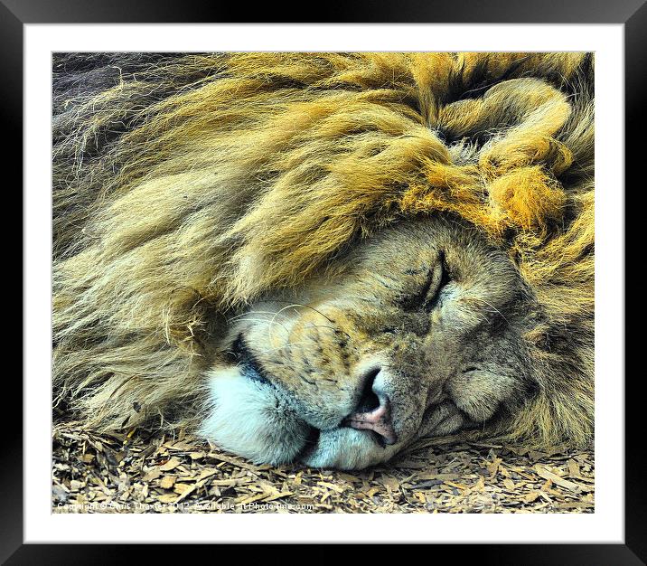Sleeping Male Lion Framed Mounted Print by Chris Thaxter