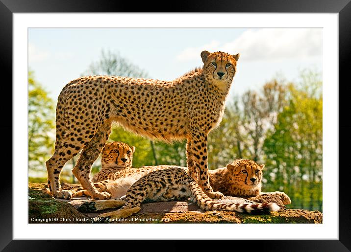 Cheetahs Three Framed Mounted Print by Chris Thaxter