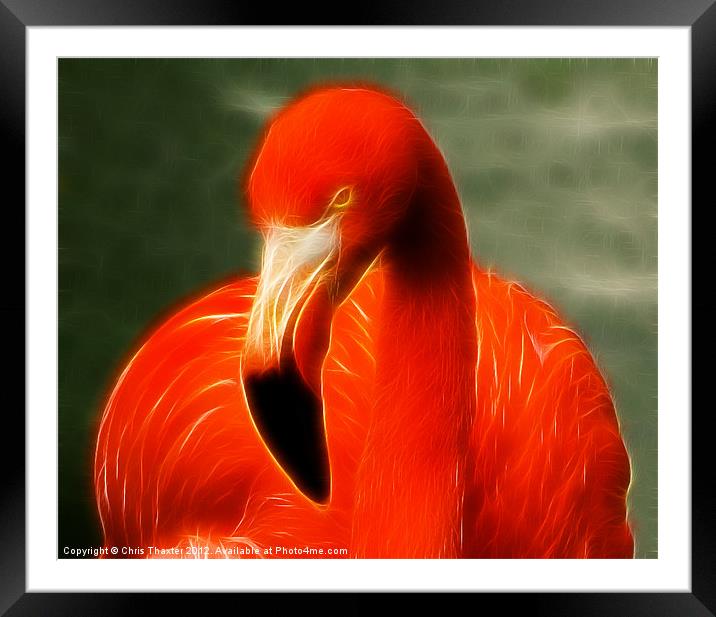 Fractalius Flamingo Framed Mounted Print by Chris Thaxter