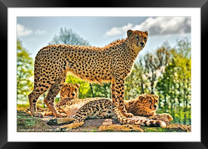 Three Cheetahs Framed Mounted Print by Chris Thaxter