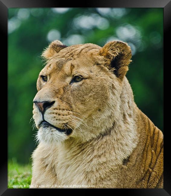 The Lioness Female Lion Framed Print by Chris Thaxter