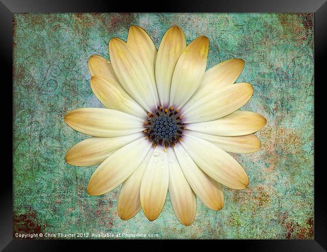 Cream Coloured Daisy Framed Print by Chris Thaxter