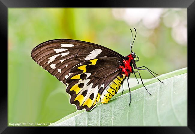 Female Cairns-Birdwing Butterfly Framed Print by Chris Thaxter