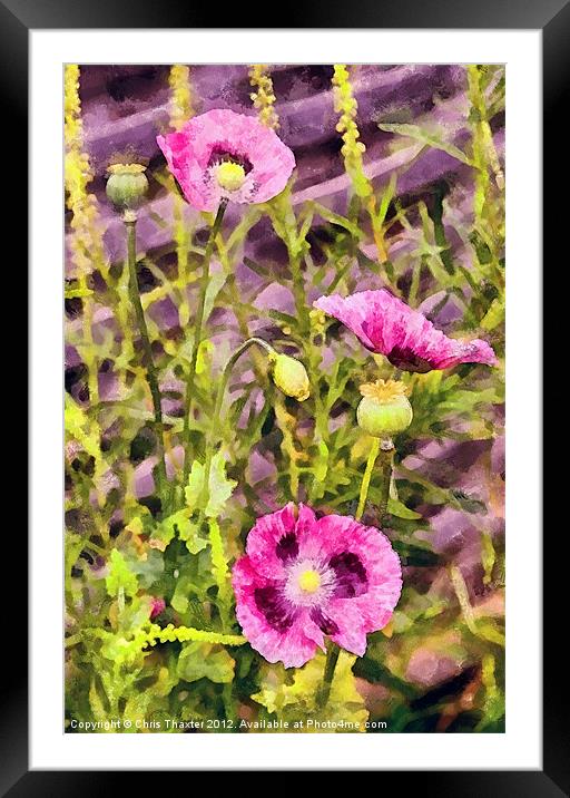 Pink Poppy Trio Framed Mounted Print by Chris Thaxter