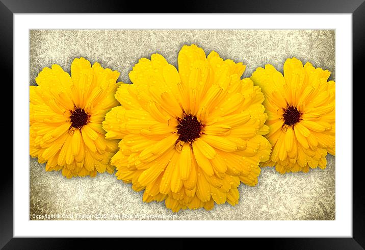 Trio of Orange Helianthus Framed Mounted Print by Chris Thaxter