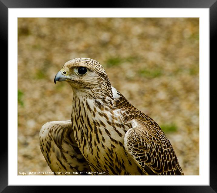 Common Female Kestrel Framed Mounted Print by Chris Thaxter