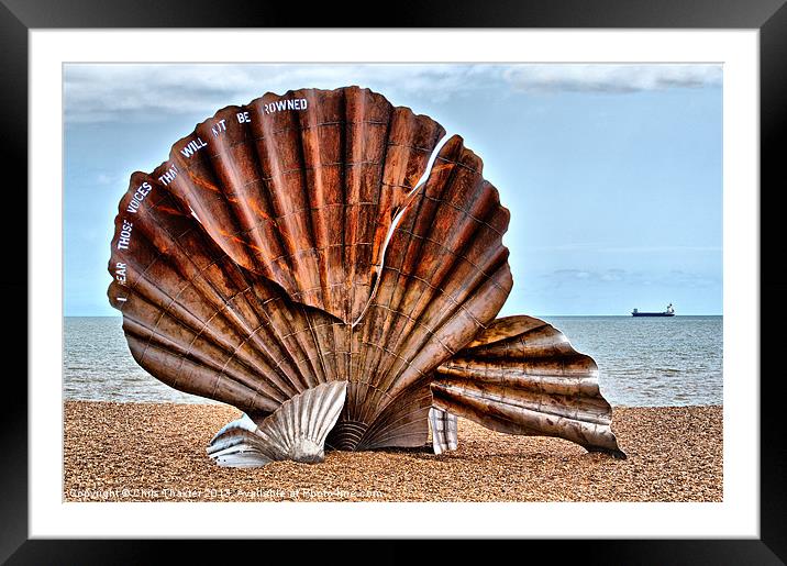 The Resilient Scallop Shell Framed Mounted Print by Chris Thaxter