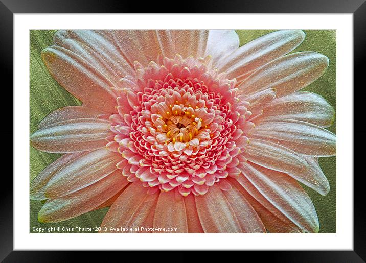 Vibrant Pink Gerbera Blossom Framed Mounted Print by Chris Thaxter