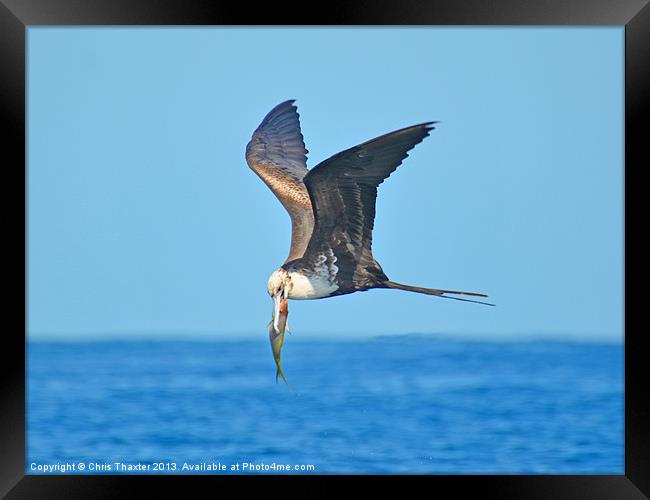 Majestic Frigate Bird Soaring over the Ocean Framed Print by Chris Thaxter