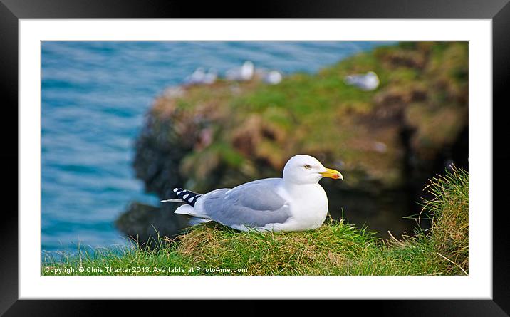 Serenity of the Herring Gull Framed Mounted Print by Chris Thaxter