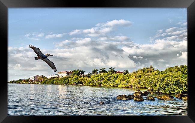 Pelican Coming Home Framed Print by Chris Thaxter